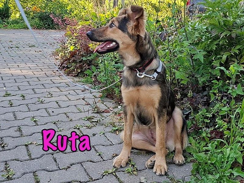 Ruta geb. 01/2025 - gehorsame und fröhliche, wunderschöne Welpin!