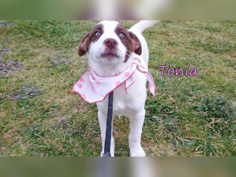 Tonia geb. 12/2025 (GRC) - verspielte Welpin sucht ihre Familie!