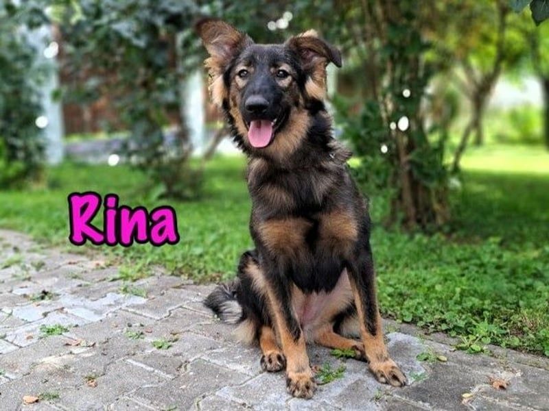 Rina geb. 01/2025 - charmante und verspielte, hübsche Junghündin!