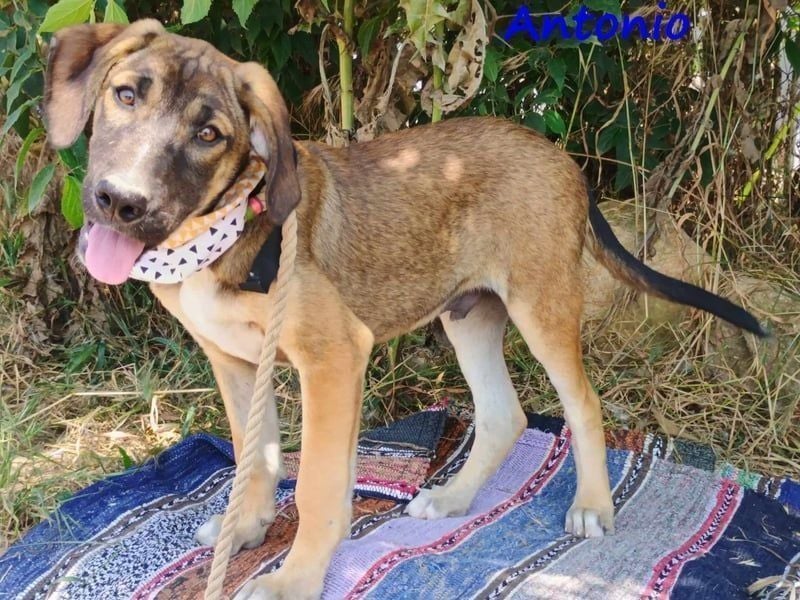 Antonio geb. 01/2025 (GRC) - freundlicher und kontaktfreudiger Welpe!