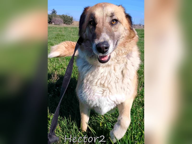 Hector2 geb. 08/2020 (GRC) - ruhiger und freundlicher Rüde wünscht sich eine liebe Familie!