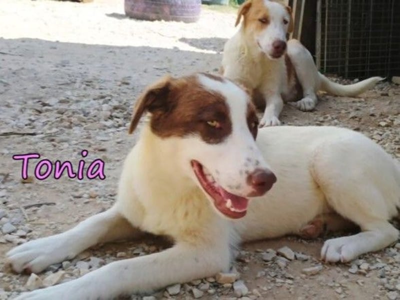 Tonia geb. 12/2025 (GRC) - verspielte Welpin sucht ihre Familie!