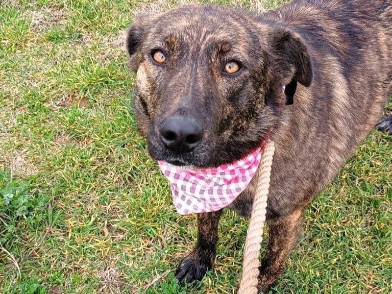 Sally6 geb. 2020 (GRC) - sanftmütige, ruhige und liebenswerte, wunderschöne Hündin!