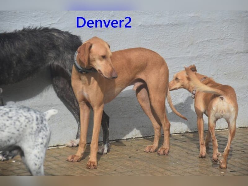 Denver2 geb. 02/2025 (ESP) - verspielter Viszla-Mix sucht Pflegestelle oder liebes Zuhause!