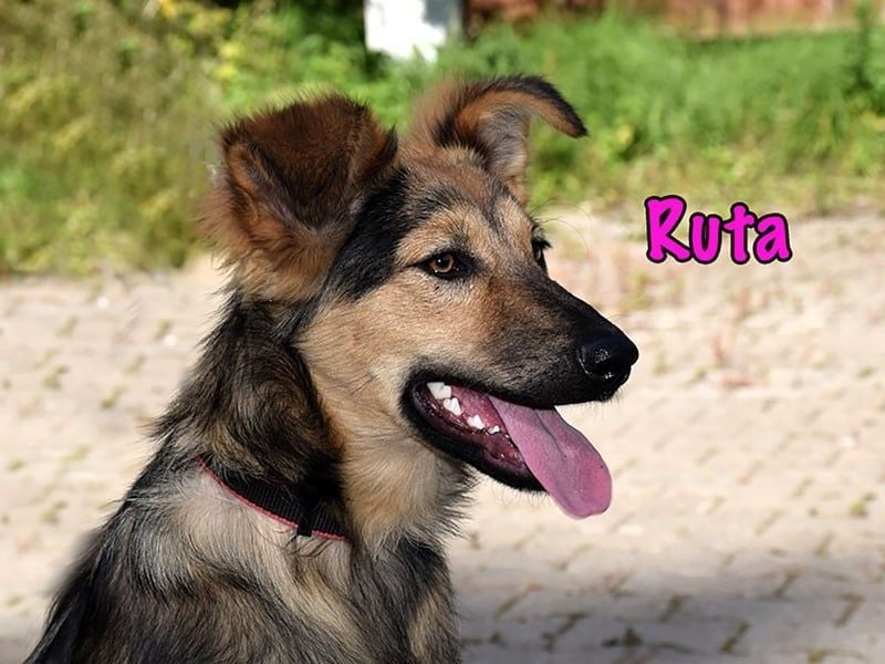 Ruta geb. 01/2025 - gehorsame und fröhliche, wunderschöne Welpin!