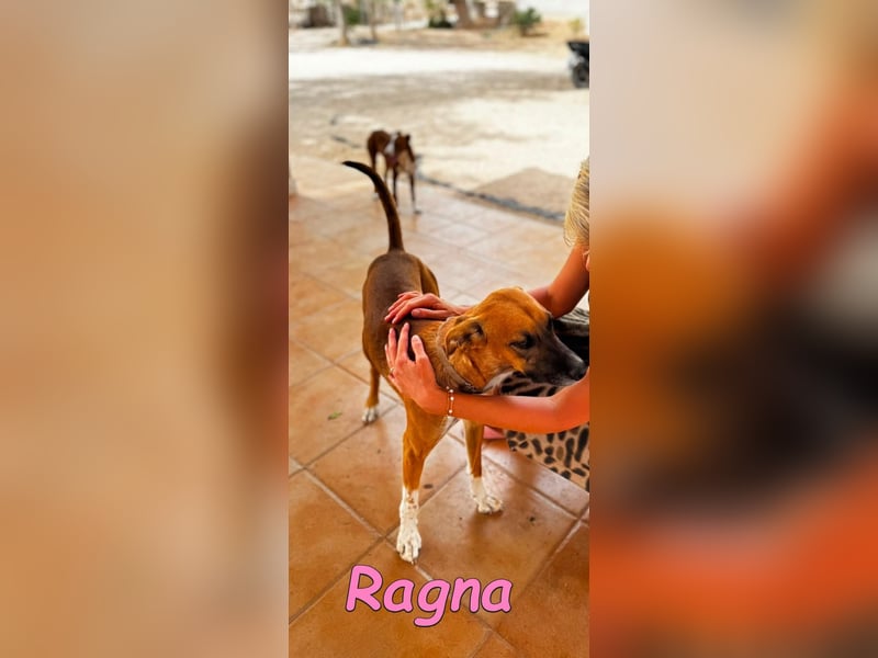 Ragna geb. 01/2025 (ESP) - gutgelaunte, freundliche Junghündin auf der Suche!