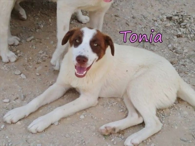Tonia geb. 12/2025 (GRC) - verspielte Welpin sucht ihre Familie!