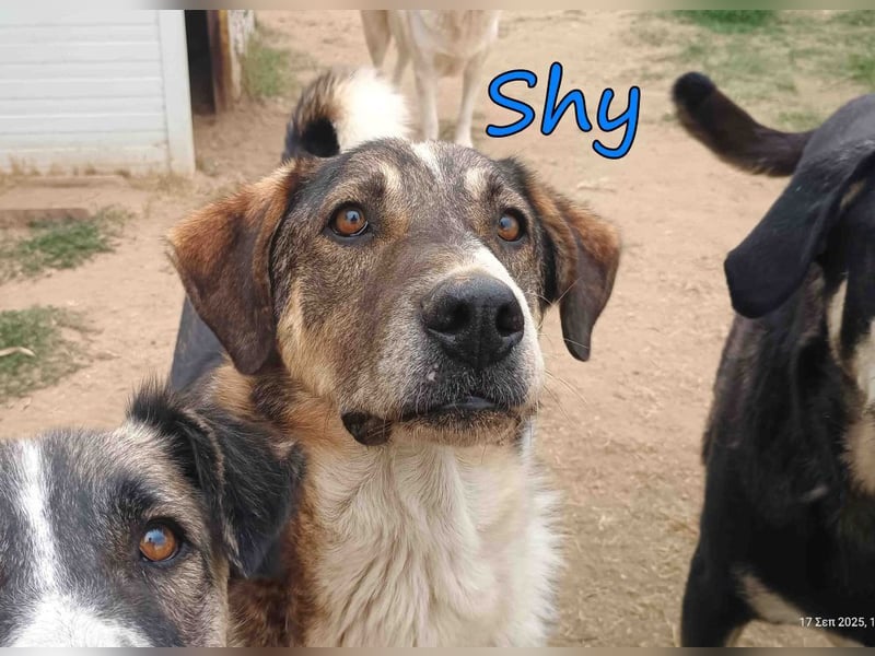 Shy geb. 08/2020 (GRC) Freundlicher und Zurückhaltender Rüde sucht seine Menschen