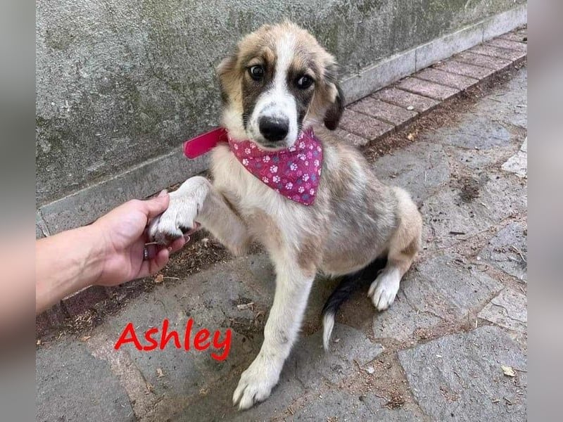 Ashley geb. 07/2023 (GRC) - verspielte und fröhliche, süße junge Hündin!
