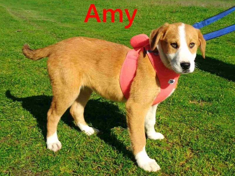 Amy geb. 11/2025 (GRC) - soziale + glückliche Maus sucht ihre eigene Familie!