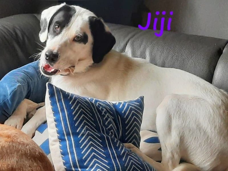 Jiji 07/2023 (in Deutschland) - ruhige und sanfte, wundervolle junge Hündin!