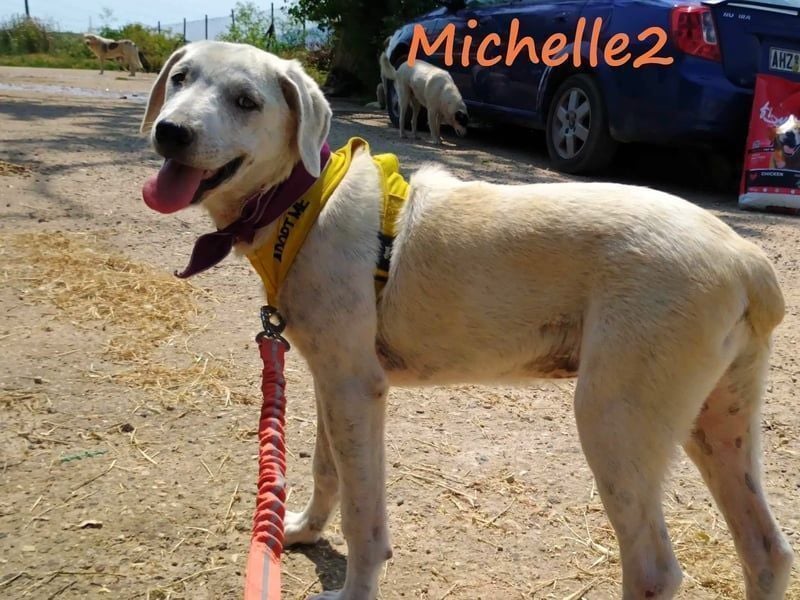 Michelle2 geb. 12/2024 (GRC) - gesellige und ruhige Welpin!