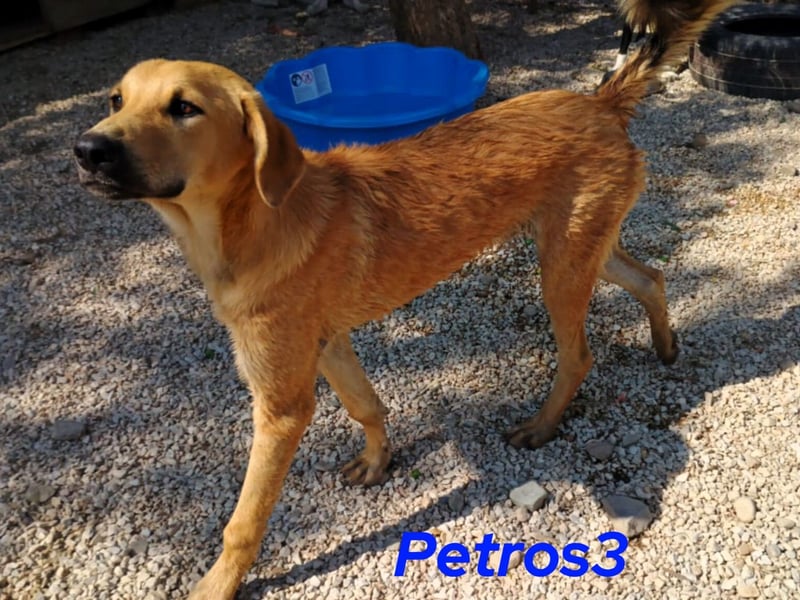Petros3 geb. 12/2024 (GRC) - ausgeglichener, freundlicher und geselliger Junghund!