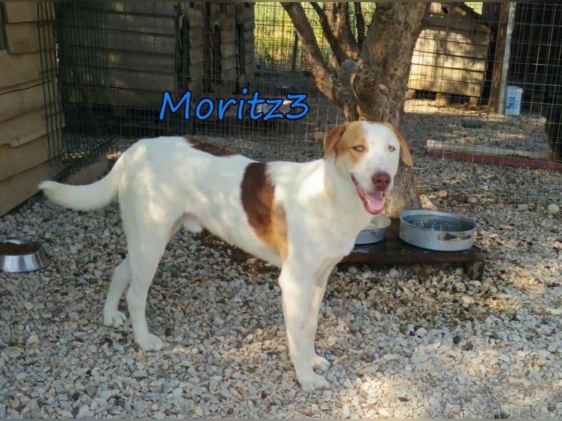 Moritz3 geb. 12/2025 (GRC) - menschenbezogener Junghund sucht endlich seine Familie!
