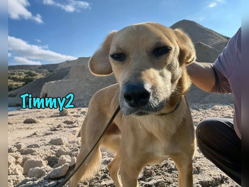 Timmy2 geb. 03/2023 - verspielter, aktiver und fröhlicher junger Rüde!