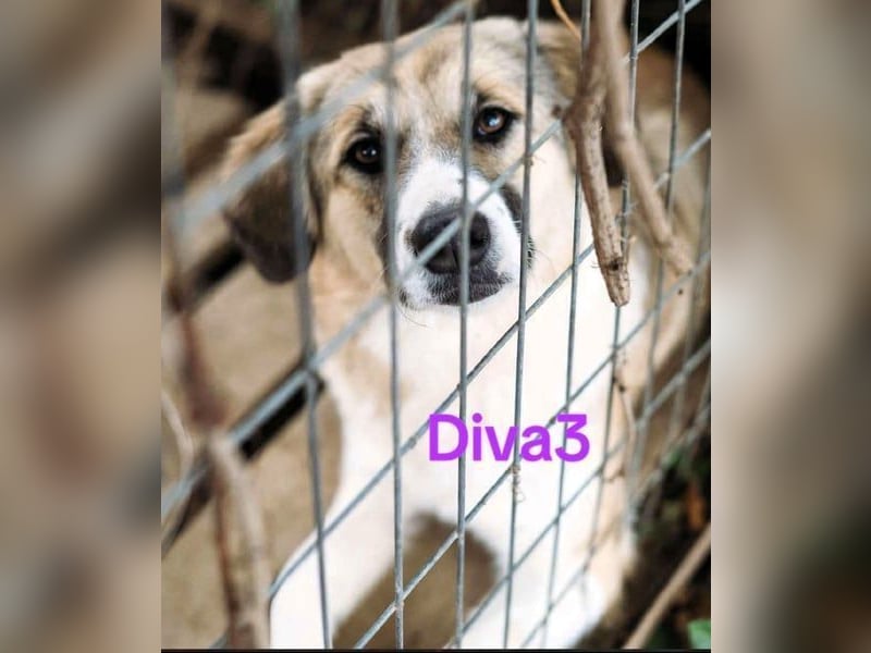 Diva3 geb. 07/2023 (GRC) - lebensfrohe, liebe und verspielte Junghündin!