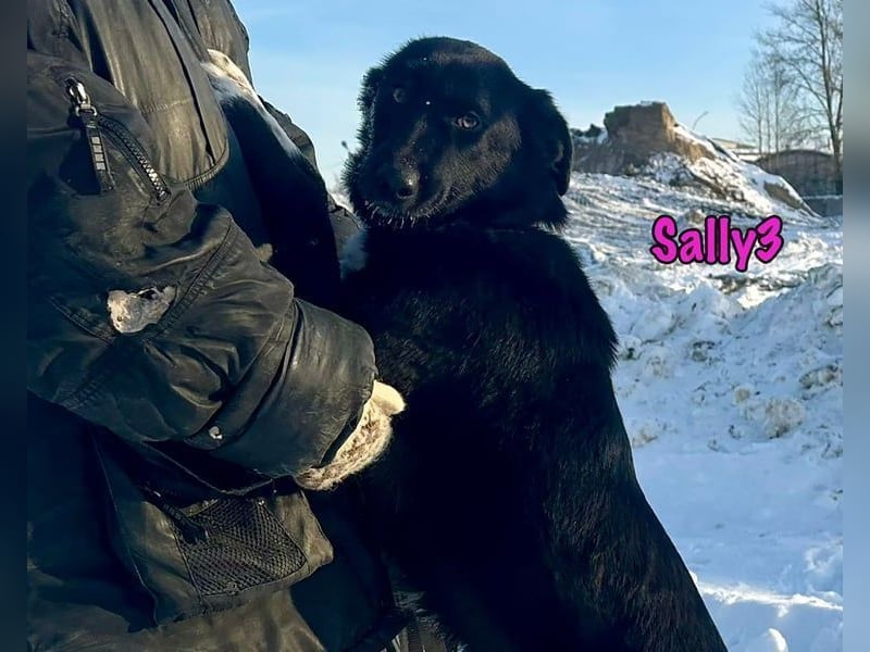 Sally3 geb. 04/2021 - sooo sanfte und verschmuste Hündin sucht liebevolle Menschen!