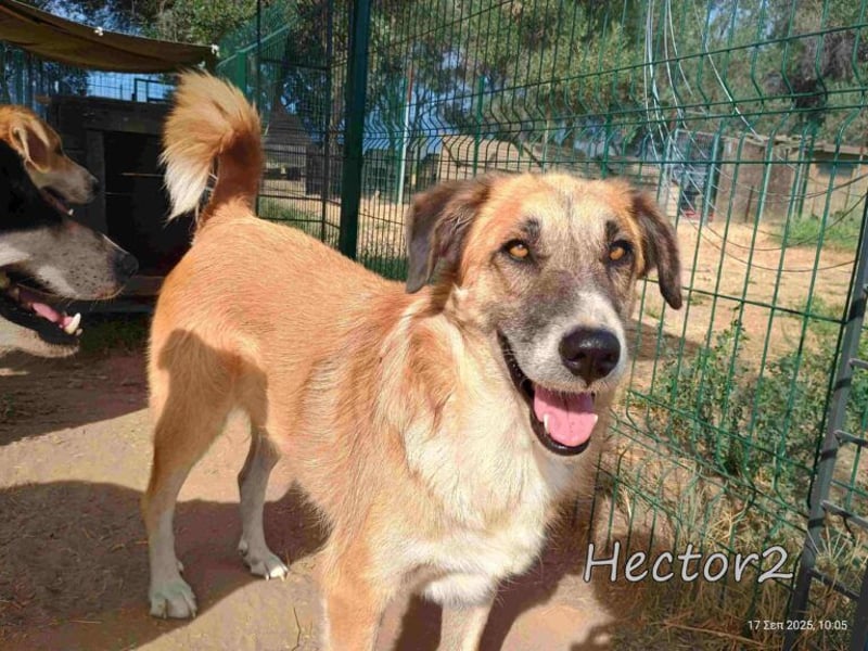 Hector2 geb. 08/2020 (GRC) - ruhiger und freundlicher Rüde wünscht sich eine liebe Familie!