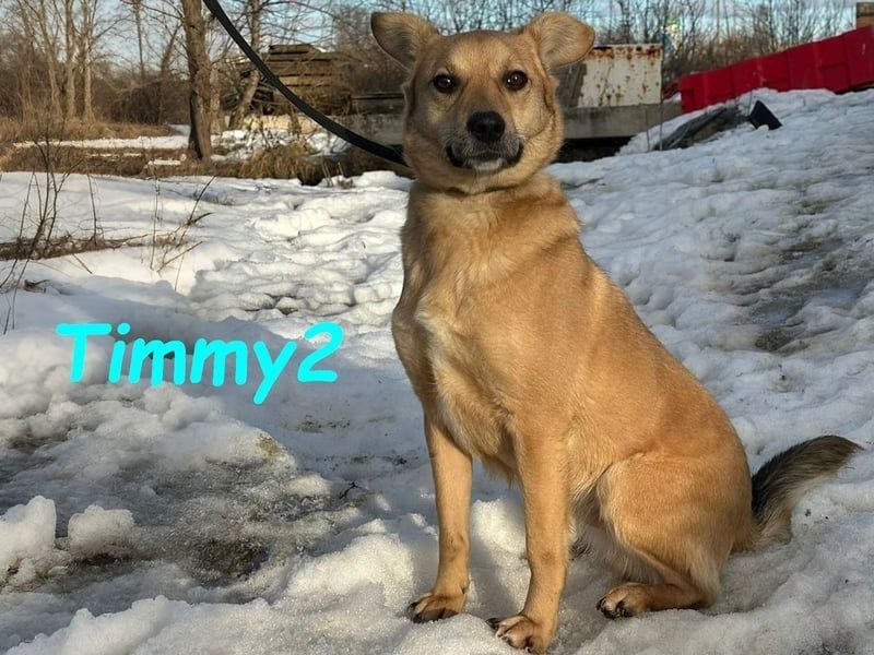 Timmy2 geb. 03/2023 - verspielter, aktiver und fröhlicher junger Rüde!