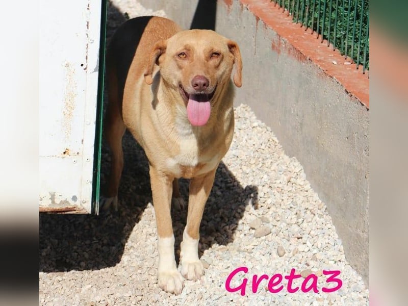 Greta3 geb. 05/2019 (GRC) - freundliche und schüchterne Schönheit will endlich ankommen!