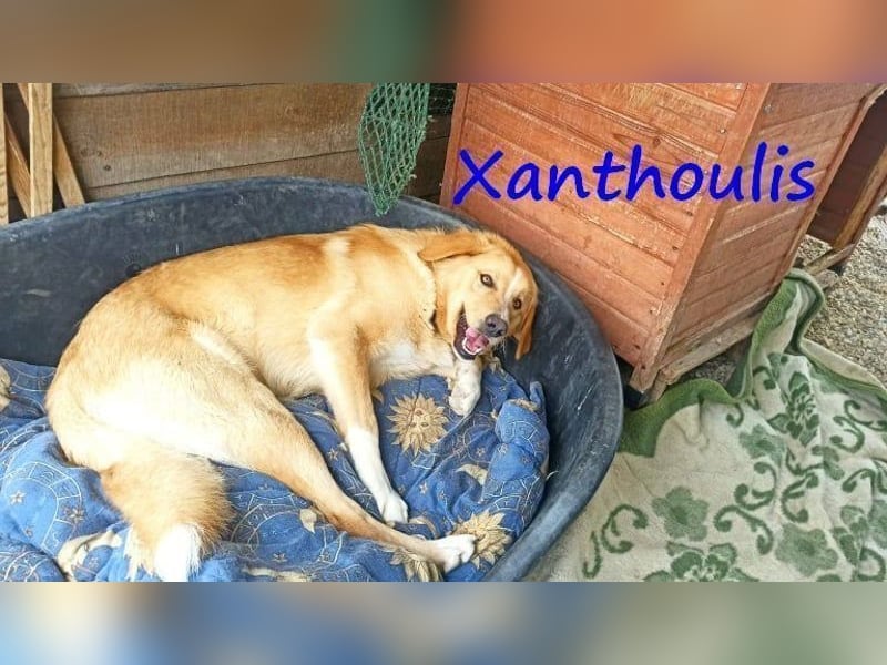 Xanthoulis geb. 01/2019 (GRC) - kluger, fröhlicher und menschenbezogener Rüde!