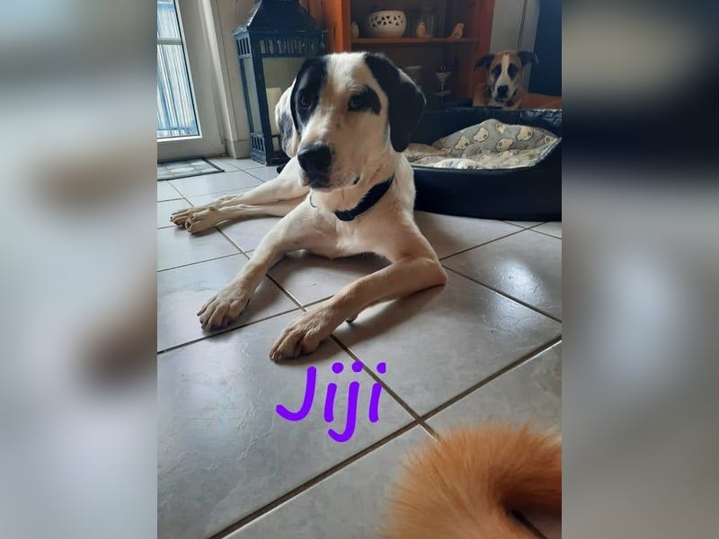 Jiji 07/2023 (in Deutschland) - ruhige und sanfte, wundervolle junge Hündin!