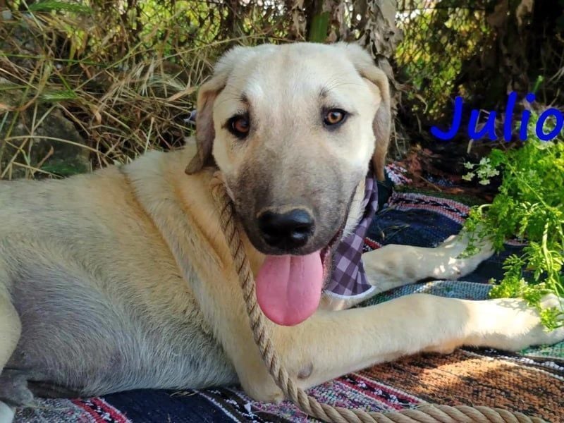 Julio geb. 12/2024 (GRC) - ausgeglichener und sozialer Junghund!