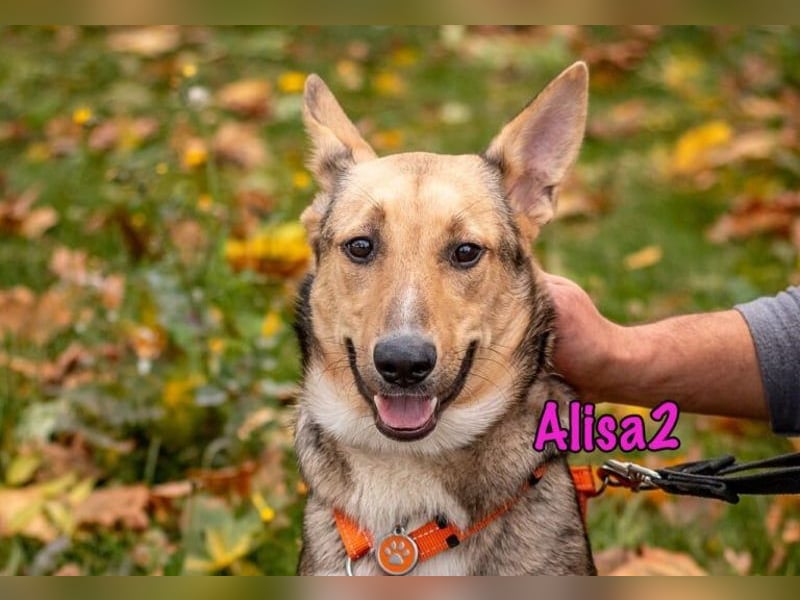 Alisa2 geb. 01/2022 (in Deutschland) - lebensfrohe und sensible Hündin!