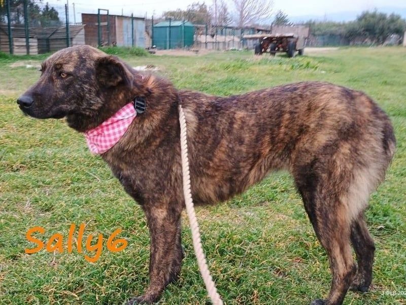 Sally6 geb. 2020 (GRC) - sanftmütige, ruhige und liebenswerte, wunderschöne Hündin!