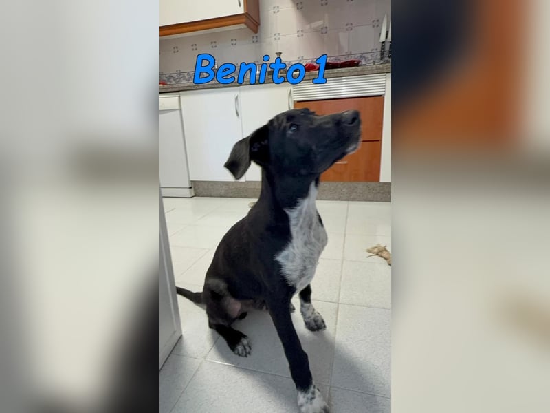 Benito1 geb. 05/2025 (ESP) - liebevoller, mutiger und loyaler Junghund!