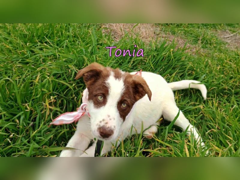 Tonia geb. 12/2025 (GRC) - verspielte Welpin sucht ihre Familie!