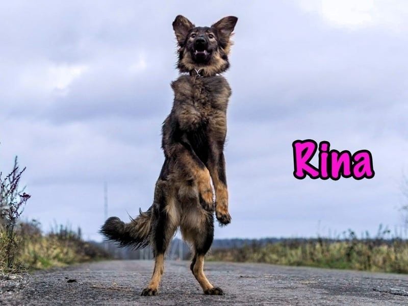 Rina geb. 01/2025 - charmante und verspielte, hübsche Junghündin!