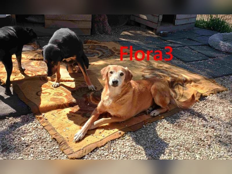 Flora3 geb. 06/2015 (GRC) - soziale Hundedame hat endlich etwas Liebe verdient!