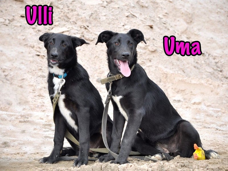 Uma geb. 03/2025 - freundliche und liebevolle Junghündin!