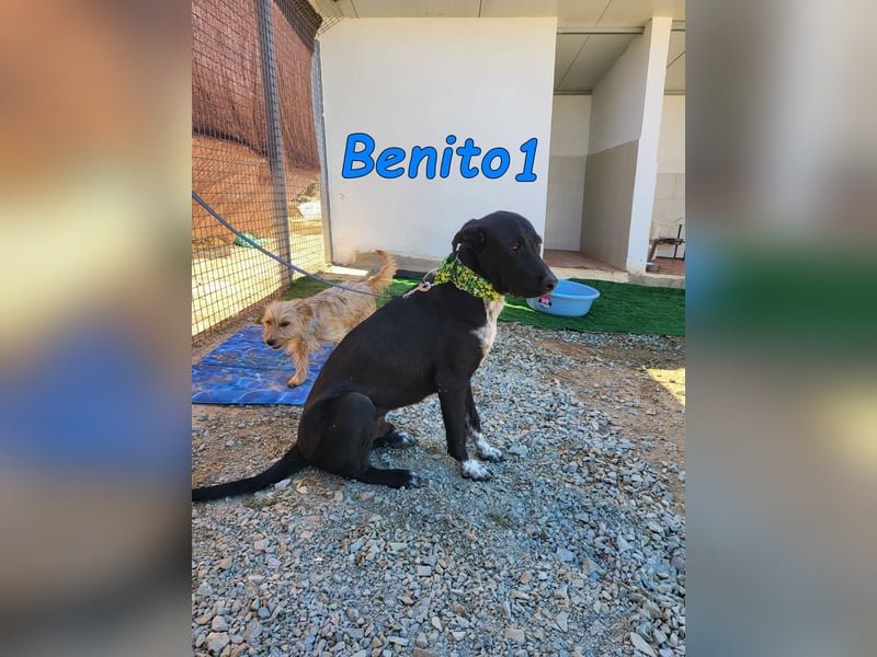 Benito1 geb. 05/2025 (ESP) - liebevoller, mutiger und loyaler Junghund!