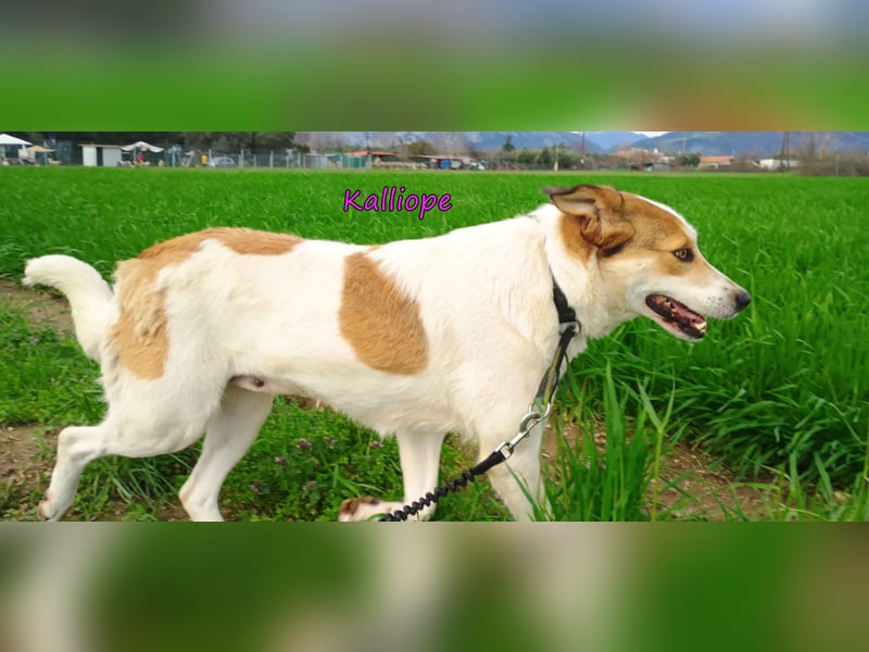 Kalliope geb. 12/2023 (GRC) - liebe, sensible und aktive Prinzessin sucht ihre Für-immer-Familie!