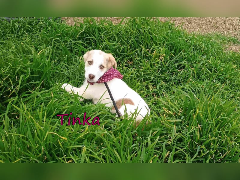 Tinka geb. 12/2025 (GRC) - fröhliches und verspieltes Hundebaby sucht ihren Platz im Leben!