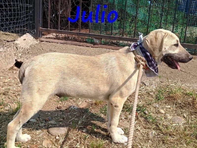 Julio geb. 12/2024 (GRC) - ausgeglichener und sozialer Junghund!