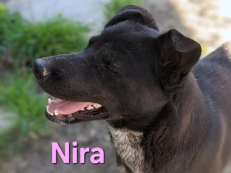 Nira geb. 05/2025 (ESP) - ausgeglichene Junghündin verdient endlich ihre Chance!