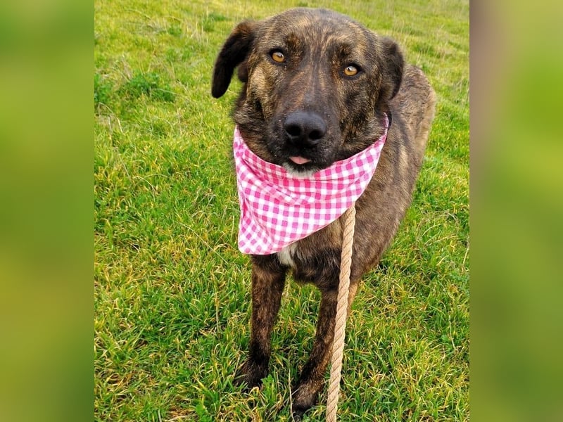 Sally6 geb. 2020 (GRC) - sanftmütige, ruhige und liebenswerte, wunderschöne Hündin!