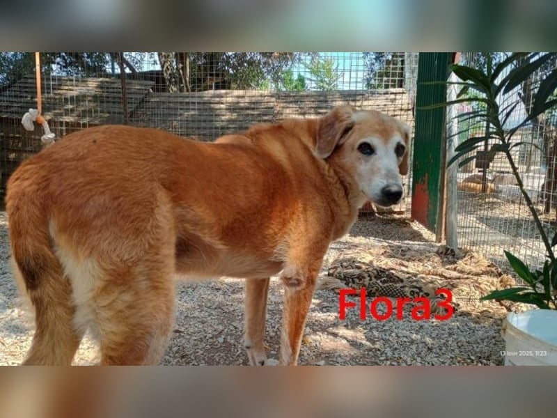 Flora3 geb. 06/2015 (GRC) - soziale Hundedame hat endlich etwas Liebe verdient!
