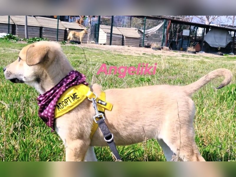 Angeliki geb. 12/2024 (GRC) - freundliche, verspielte und ausgeglichene Welpin!