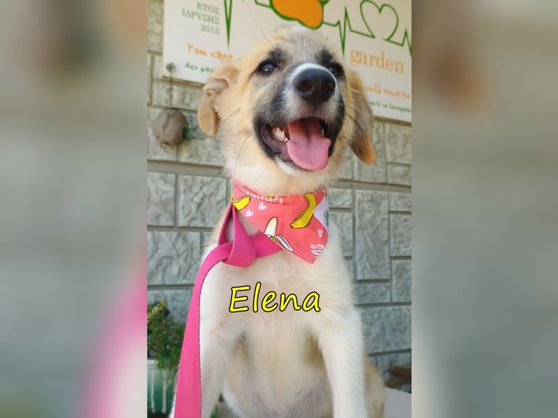 Elena geb. 04/2026 (GRC) - wunderbares Hundemädchen sucht wunderbares Zuhause!