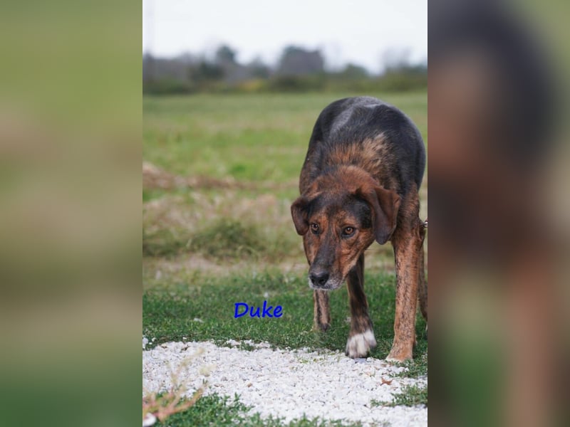 Duke geb. 02/2021 (GRC) - sensibler Rüde möchte endlich das Tierheim verlassen!