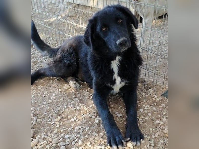 Rover geb. 04/2024 (GRC) - ruhiger, geselliger und liebenswerter Junghund!