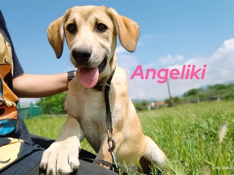 Angeliki geb. 12/2024 (GRC) - freundliche, verspielte und ausgeglichene Welpin!