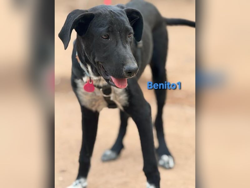 Benito1 geb. 05/2025 (ESP) - liebevoller, mutiger und loyaler Welpe!