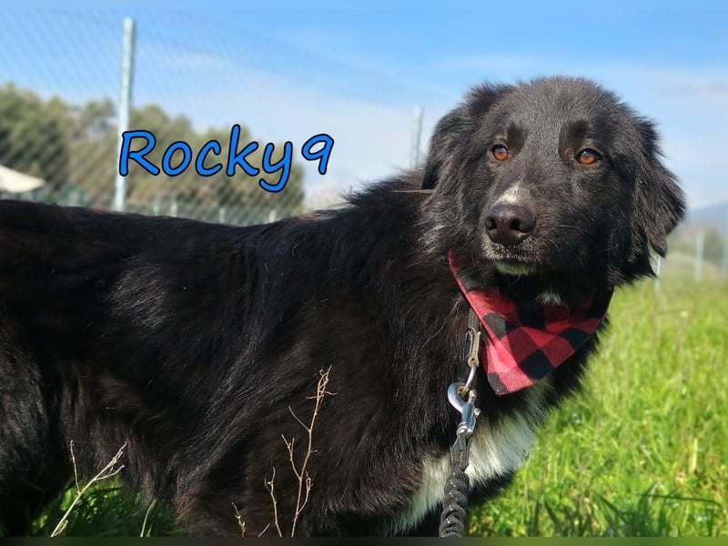 Rocky9 geb. 04/2024 (GRC) Sensibler und Lieber Rüde sucht seine Menschen