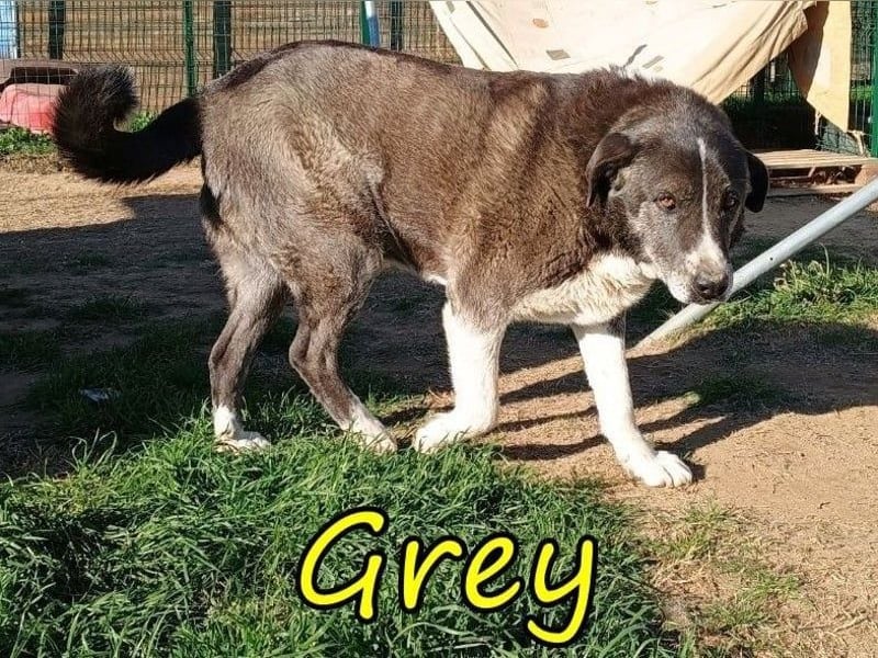 Grey geb. 11/2017 (GRC) - süßer mit einem großem Herz sucht ein warmes Zuhause!