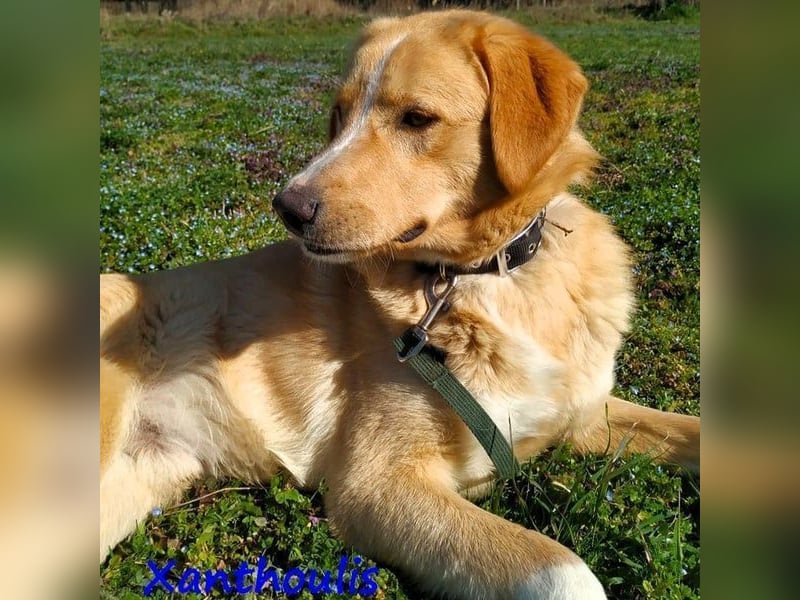 Xanthoulis geb. 01/2019 (GRC) - kluger, fröhlicher und menschenbezogener Rüde!